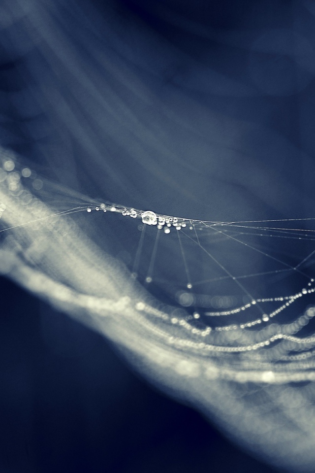 Капли на паутине