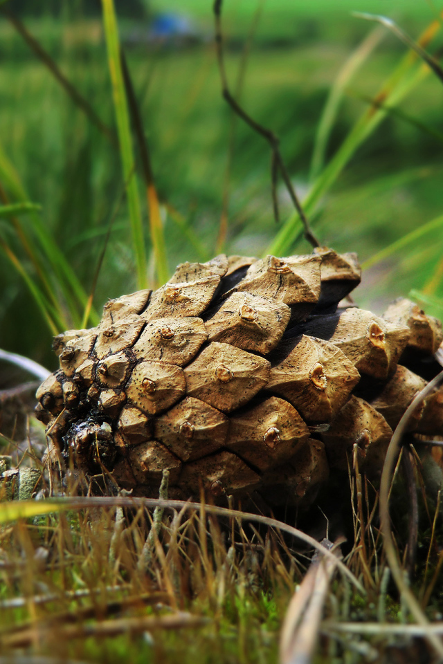 Упавшая шишка