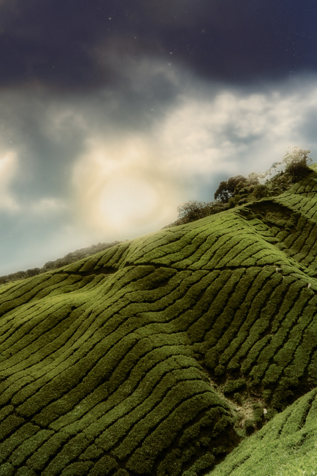 Зеленые холмы