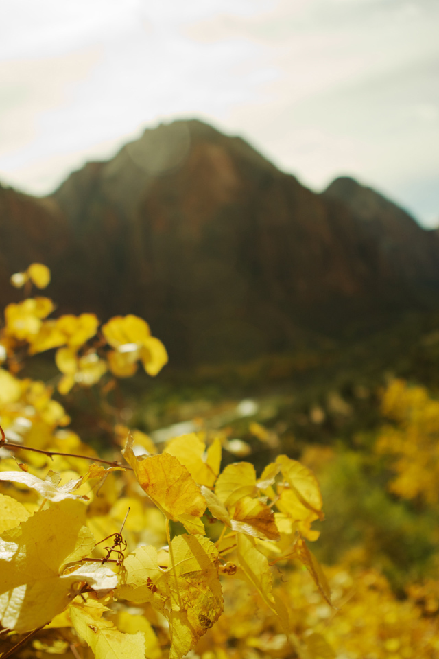 В фокусе желтые листья