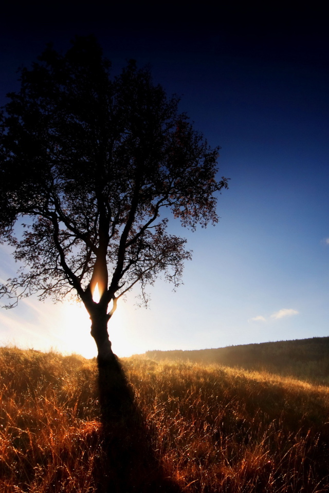 Одинокое дерево