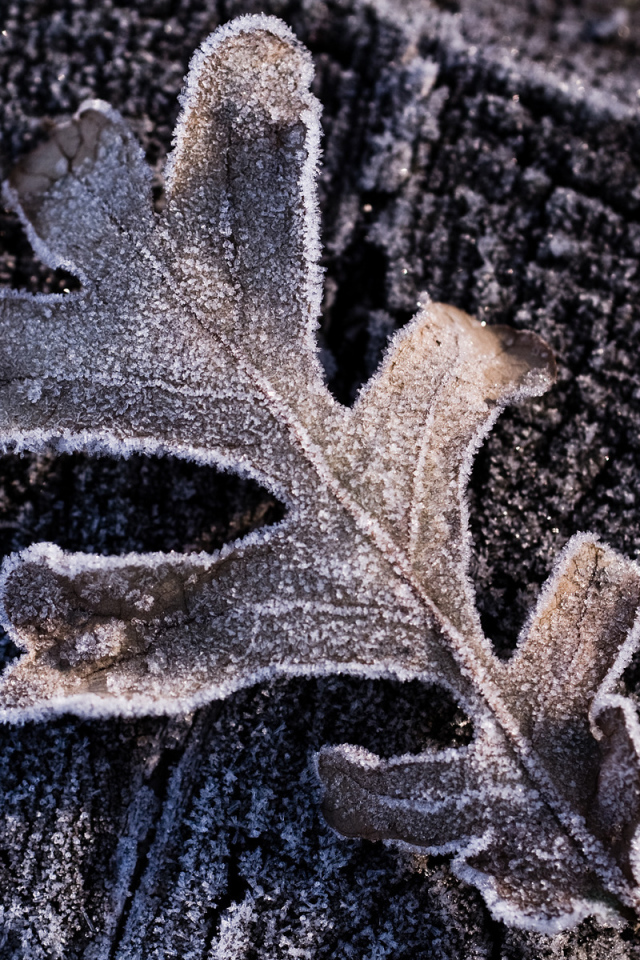 Утренний иней, макро