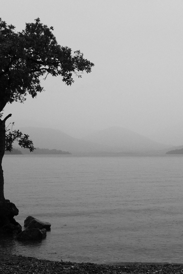 Одно дерево