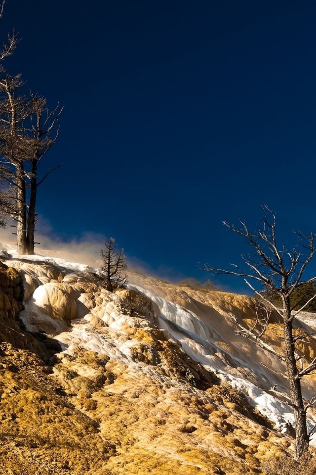 Сосны на возвышености