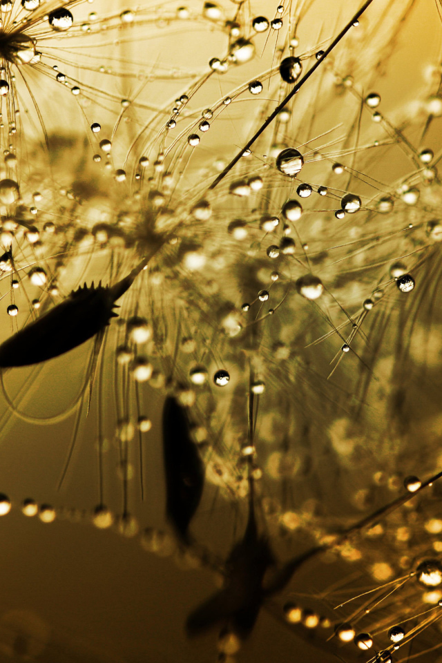 Бусинки дождя