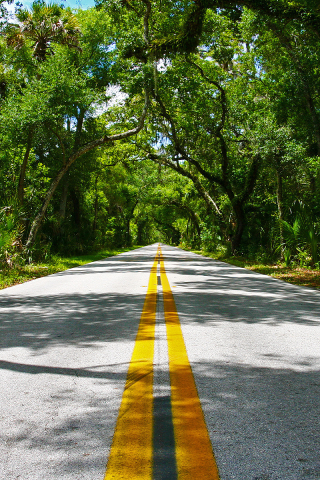 Дорога через лес