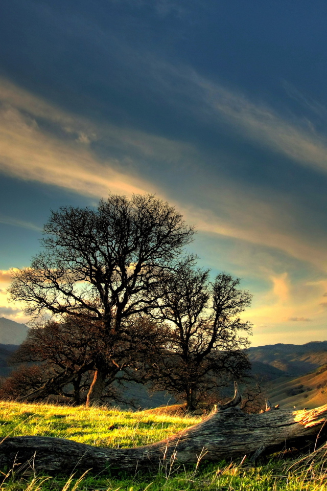 Коряга на холме