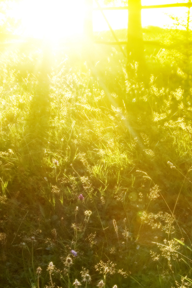 Солнечное утро