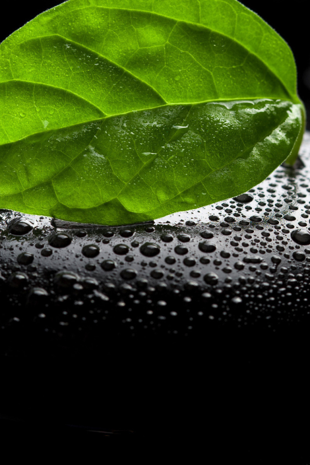 Камень и листок