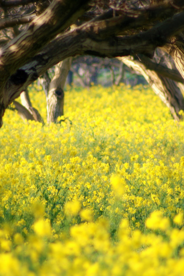 Летний сад в цветах