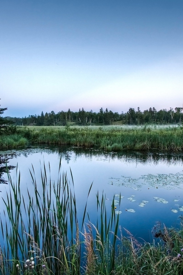 Болотистые места