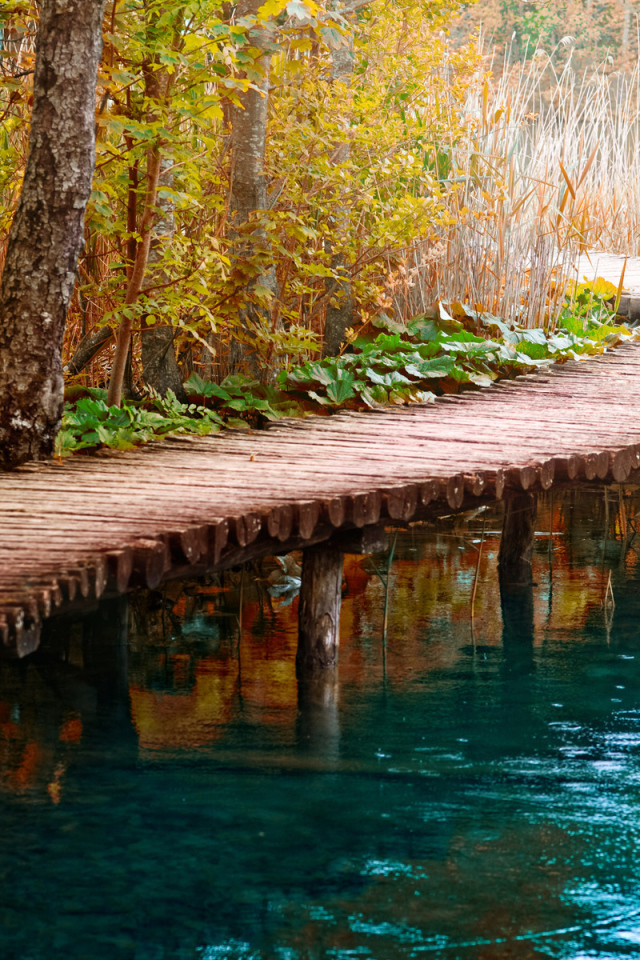 Мост в камышах