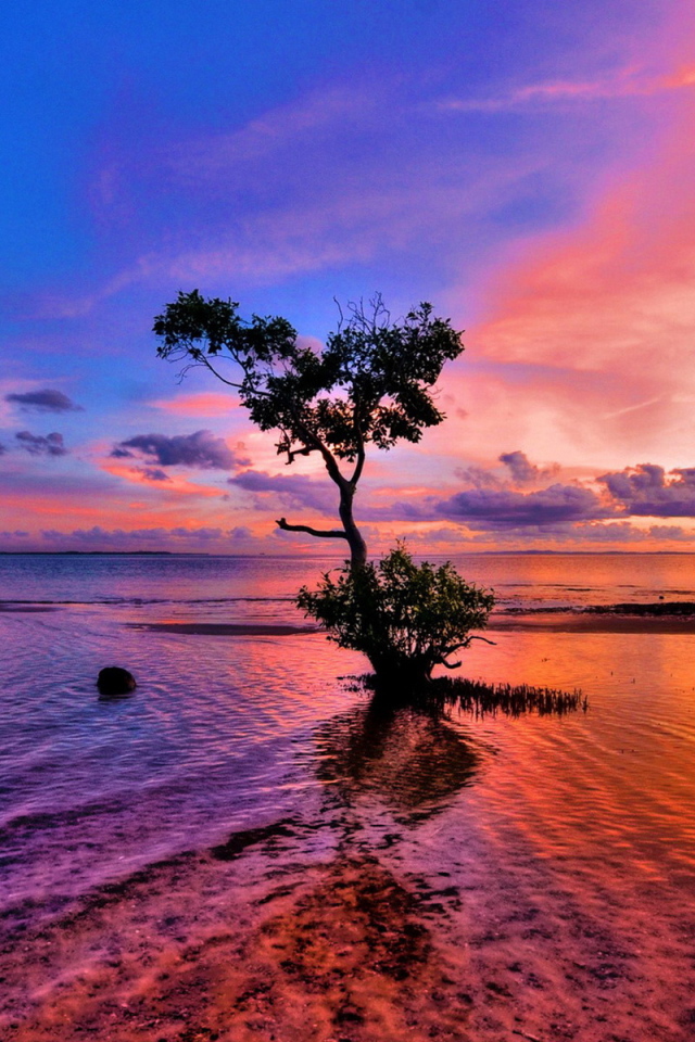 Дерево на мелководье