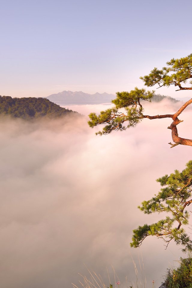 Дерево на обрыве