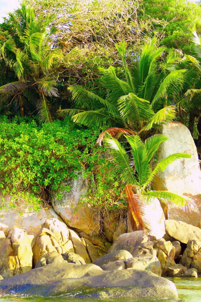 Природа тропиков