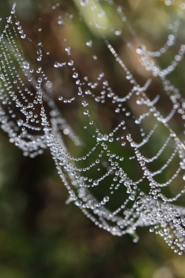 Водяные бусы