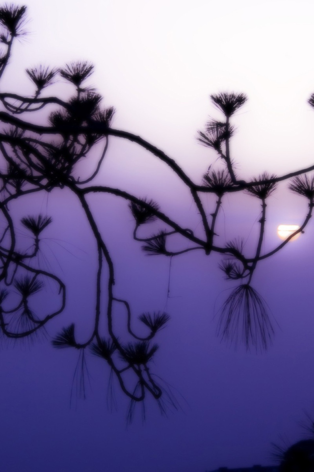 Фиолетовое небо