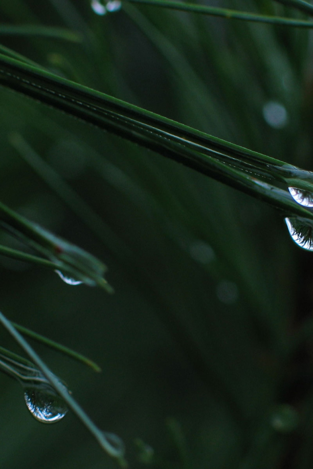 После дождя