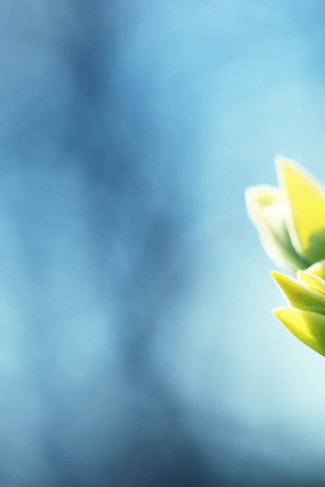 Ветка с листочками