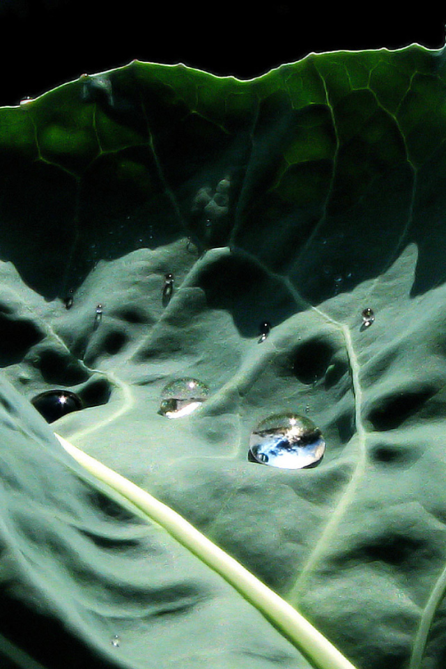 Капустный лист