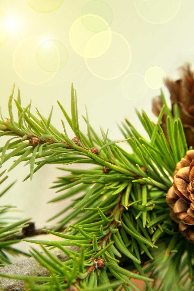 Шишки на ветках