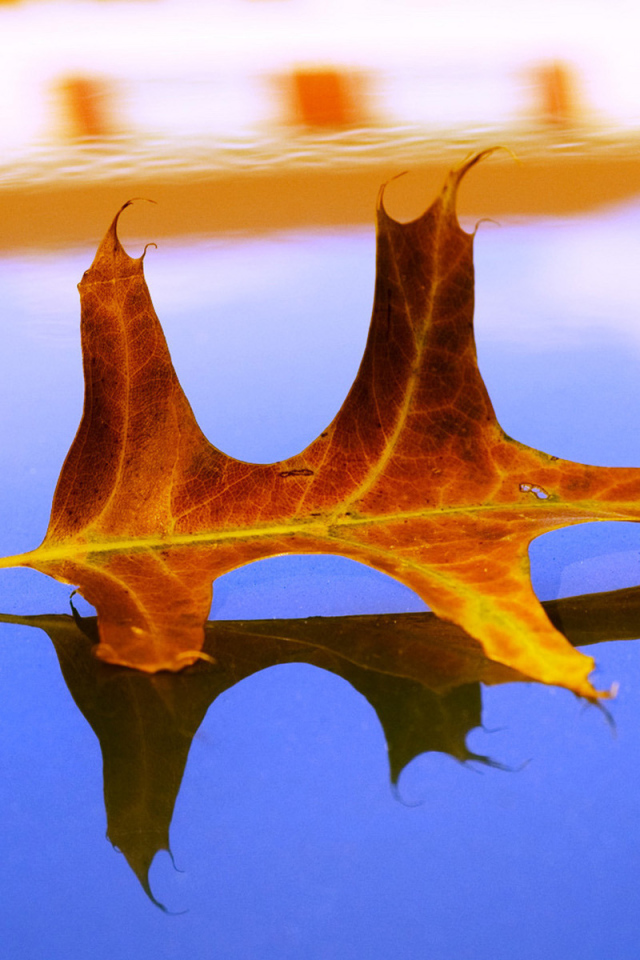 Засохший листок