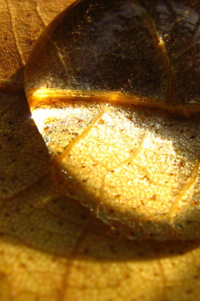 Капелька на сухом листе