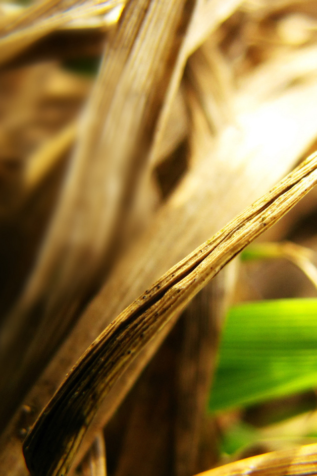 Сухие листья