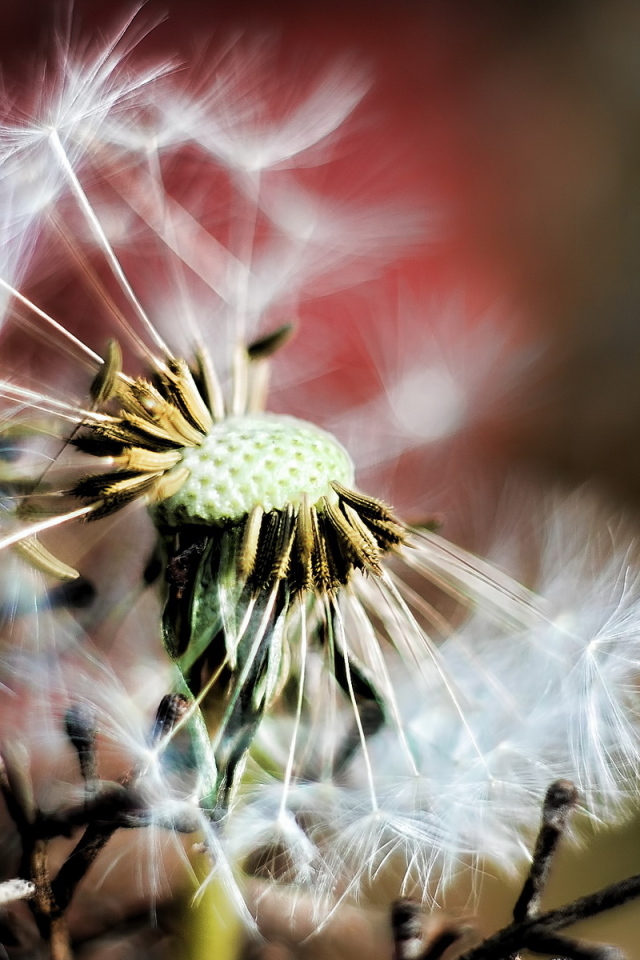 Облетевший одуванчик