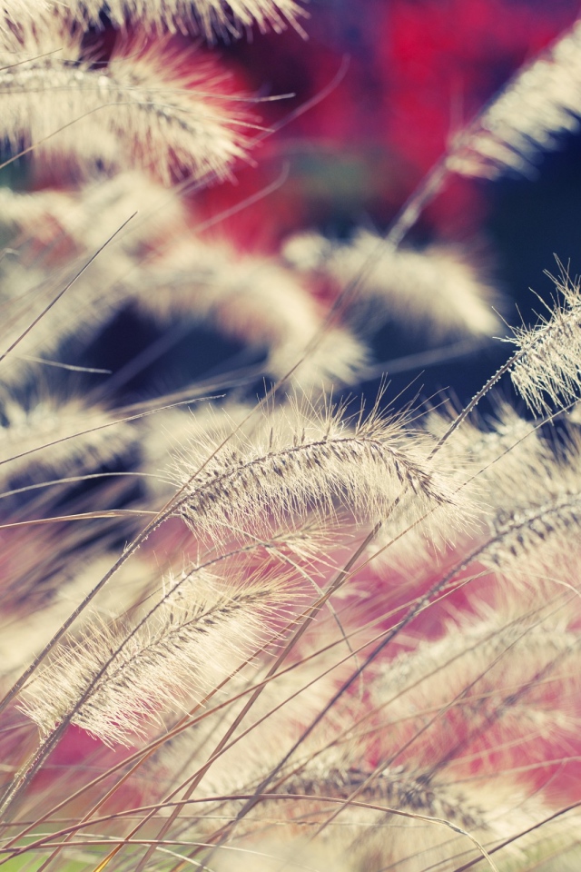 Пушистая трава