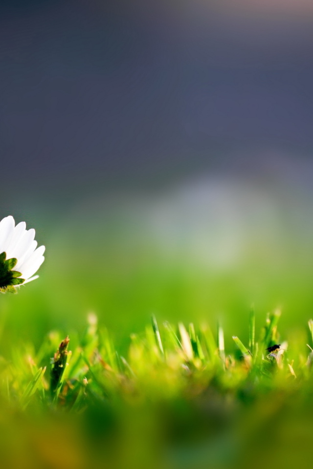 Трава и одинокий цветок