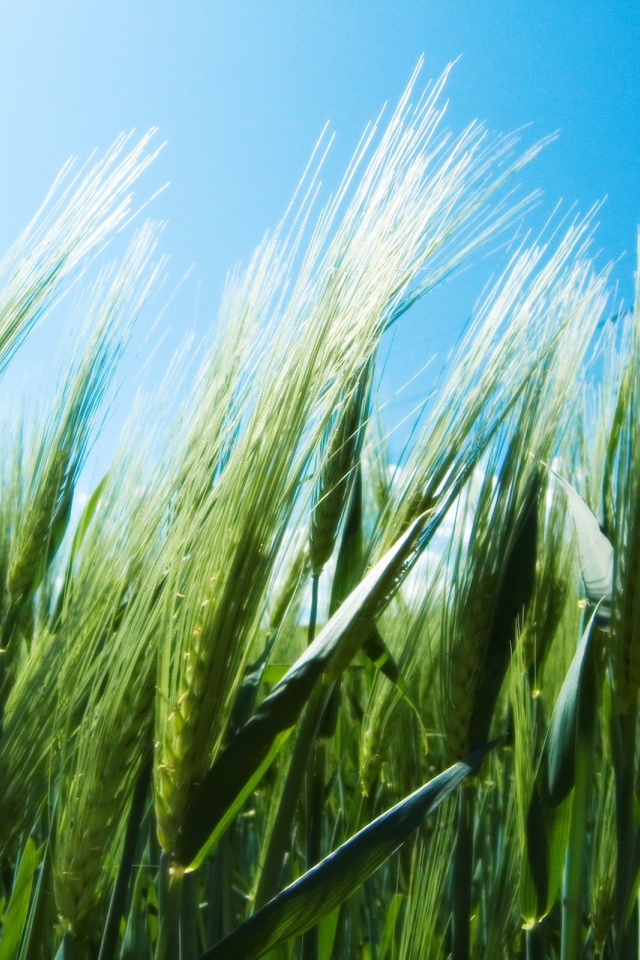 Зеленые колоски