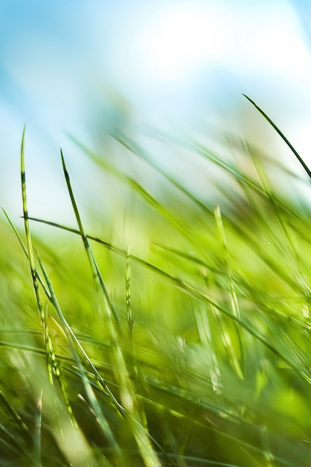 Зеленая трава