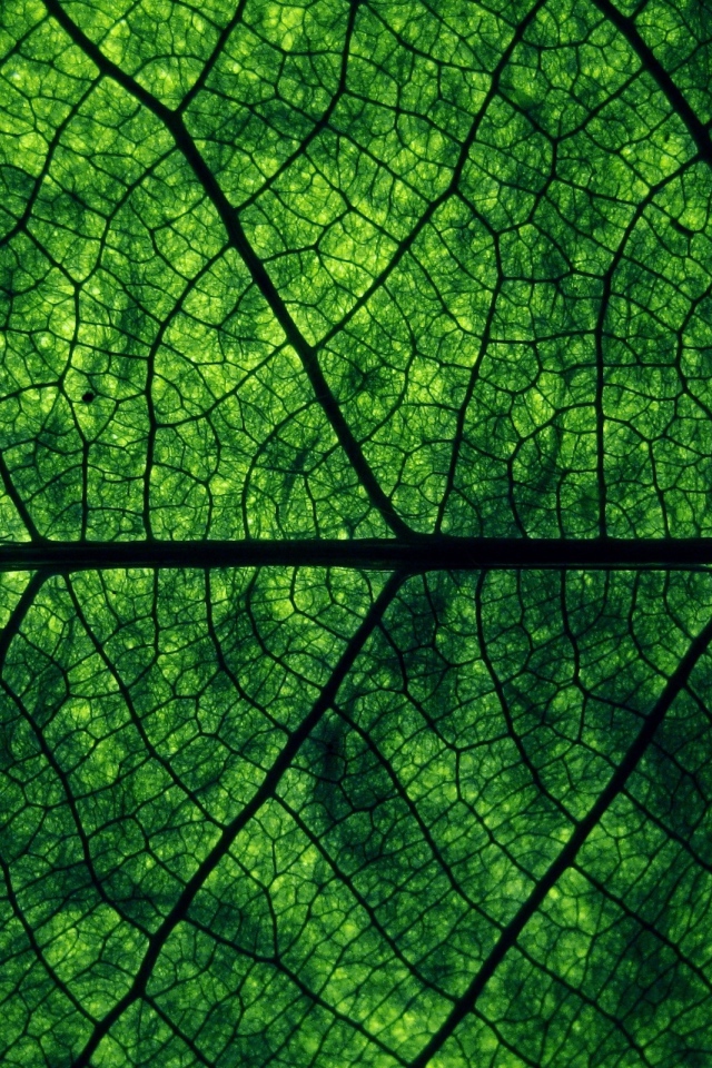 Зеленый лист Макро фото