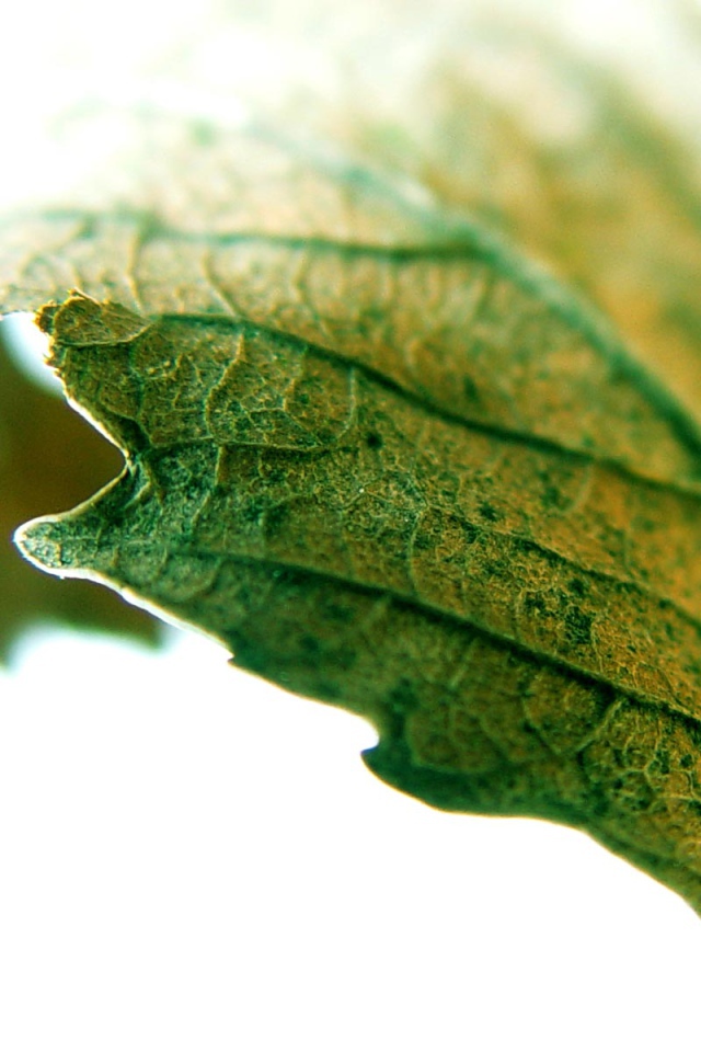 Листик крупным планом