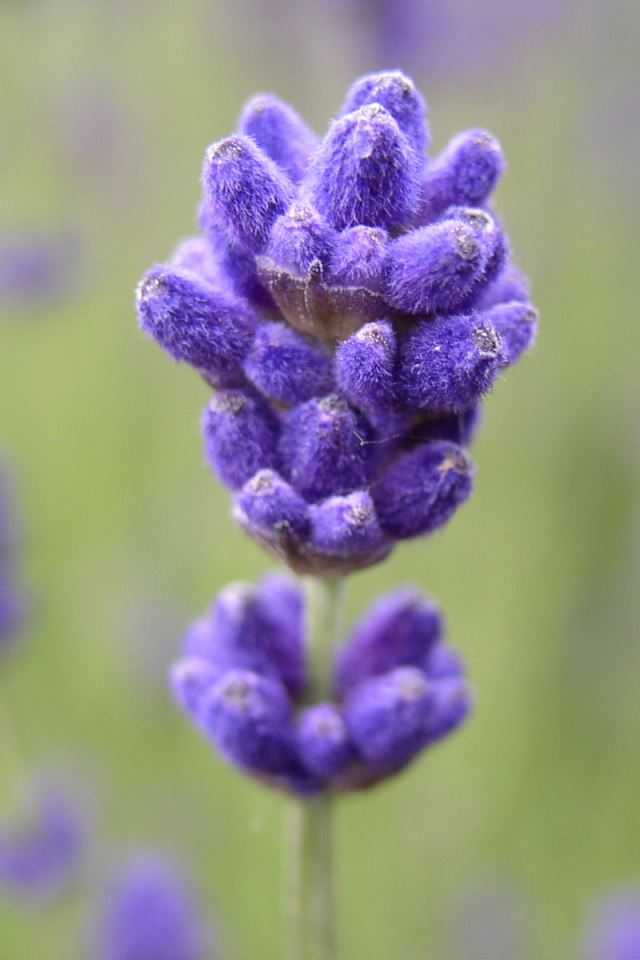 Сиреневый цветочек