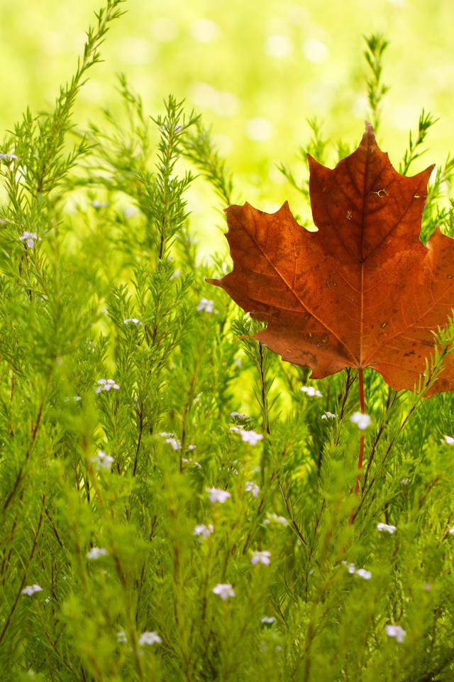 Кленовый лист