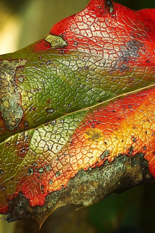 Яркий листик