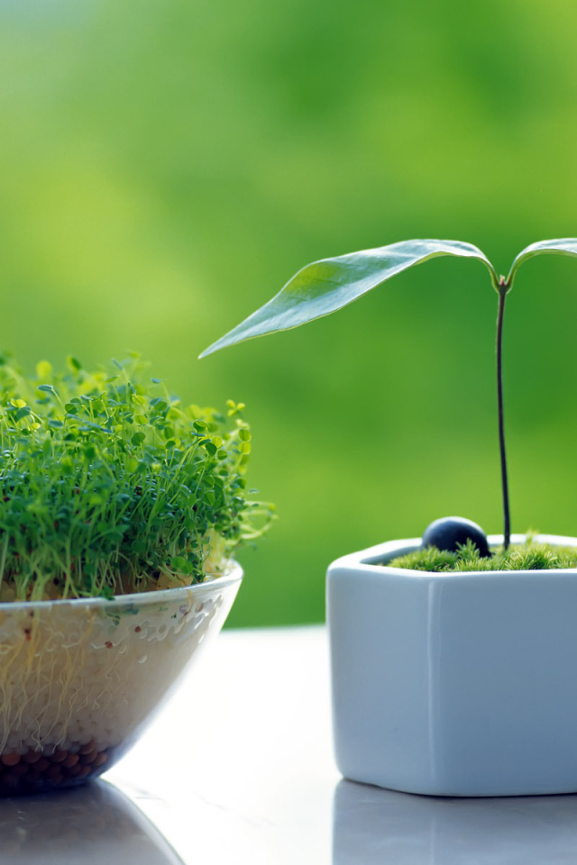 Горшочки с зеленью