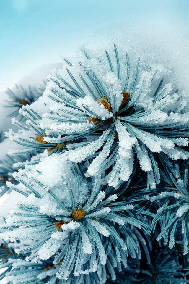 Колючая ветка