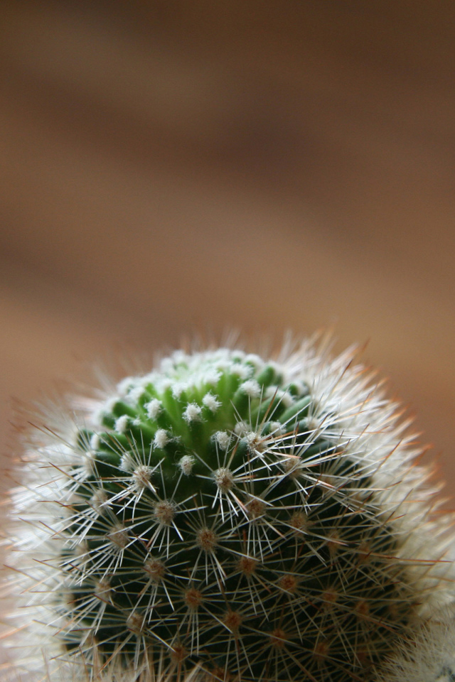 Колючий кактус