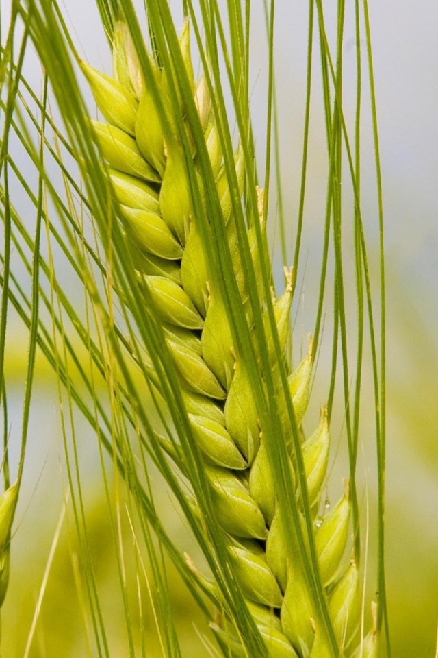 Колосья макро