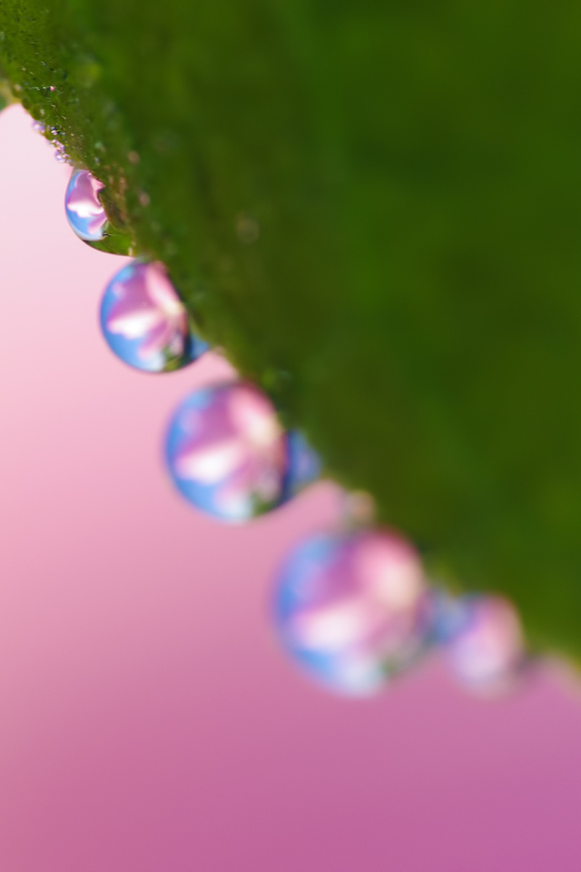 Рабочие обои весна