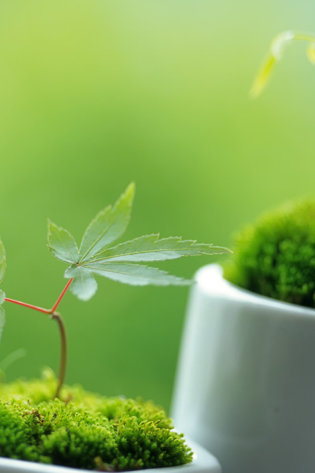 Ростки в горшочках