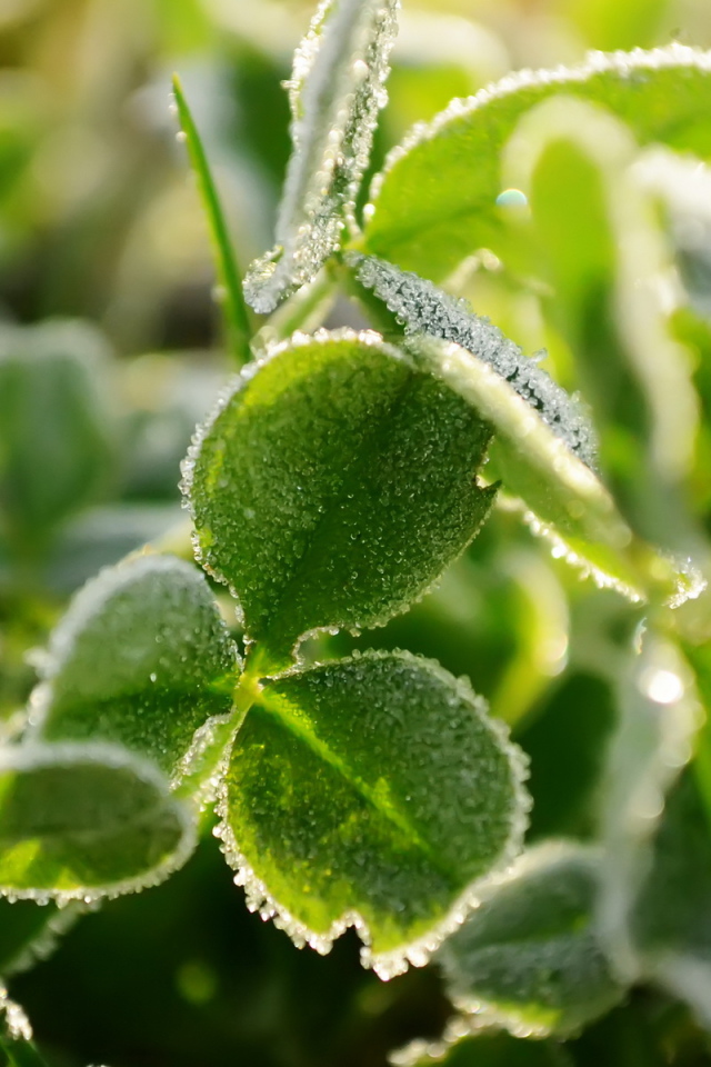 Трава под инеем