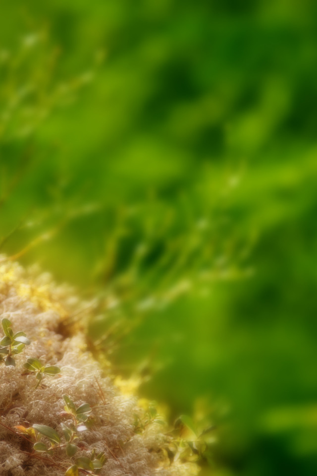 Маленькие ростки