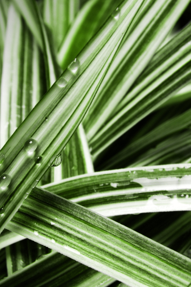 Мокрые листья