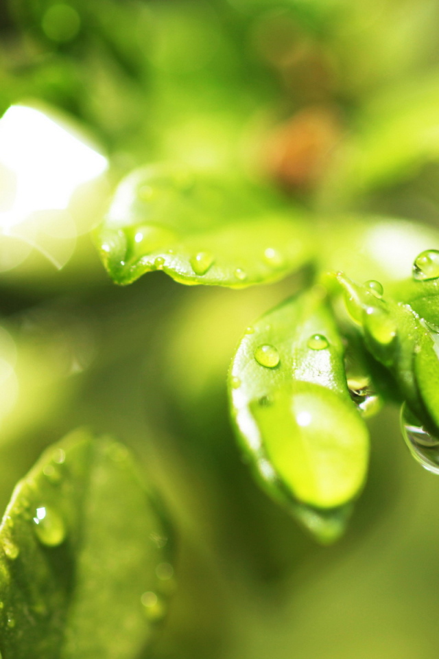 Мокрые листочки