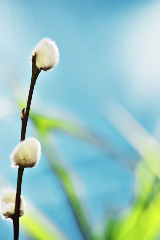 Ветка вербы