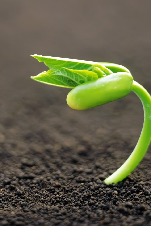 Молодой росток